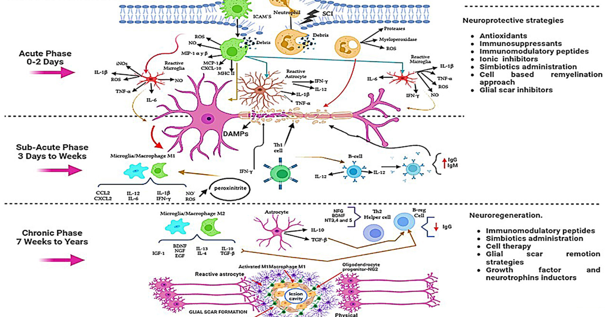 MYO Peptide and NAD Peptides: Muscle Building and Enhanced Cell Functions