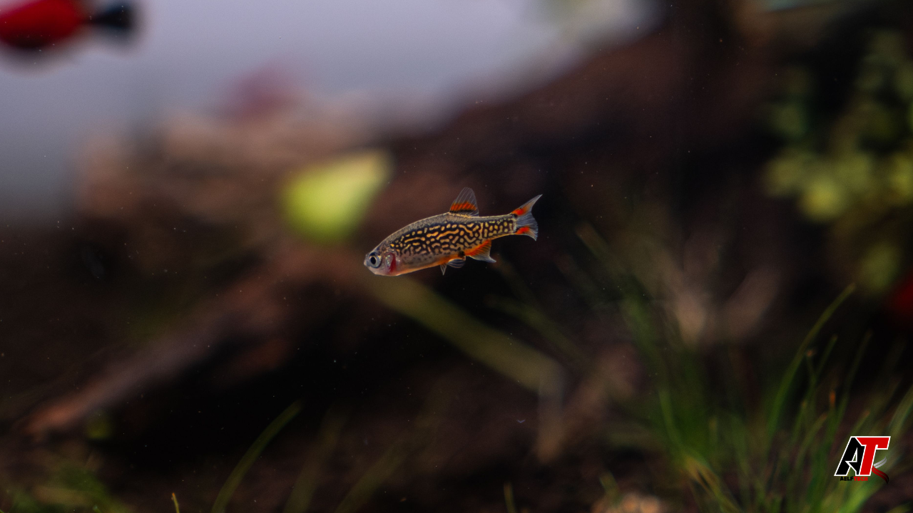 Celestial Pearl Danio