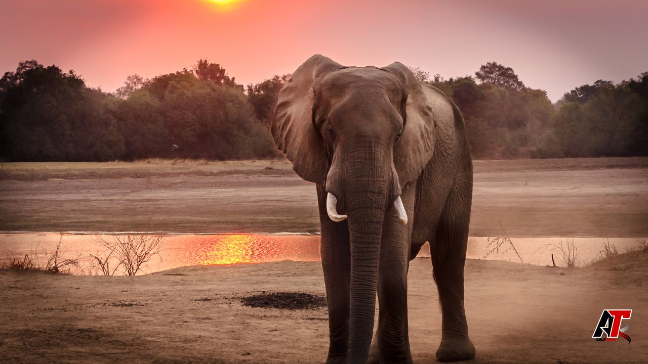 Tanzania Safaris