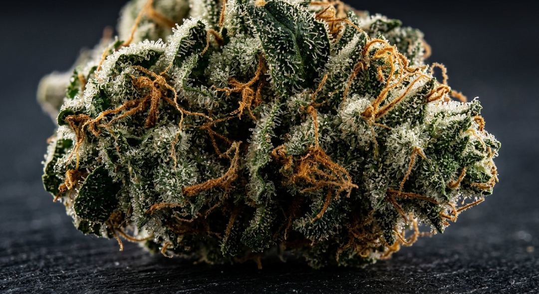 White Widow and classic Skunk cannabis genetics